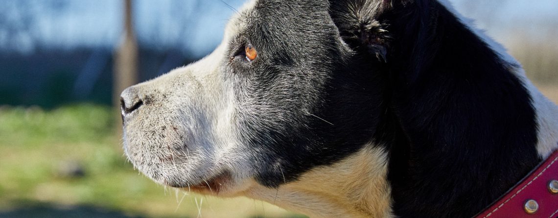 Raza: MESTIZA Fecha aproximada de nacimiento: Noviembre 2010 Sexo: Hembra Tamaño: Mediano