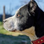 Raza: MESTIZA Fecha aproximada de nacimiento: Noviembre 2010 Sexo: Hembra Tamaño: Mediano